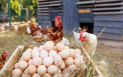 Hatching a Savings Idea